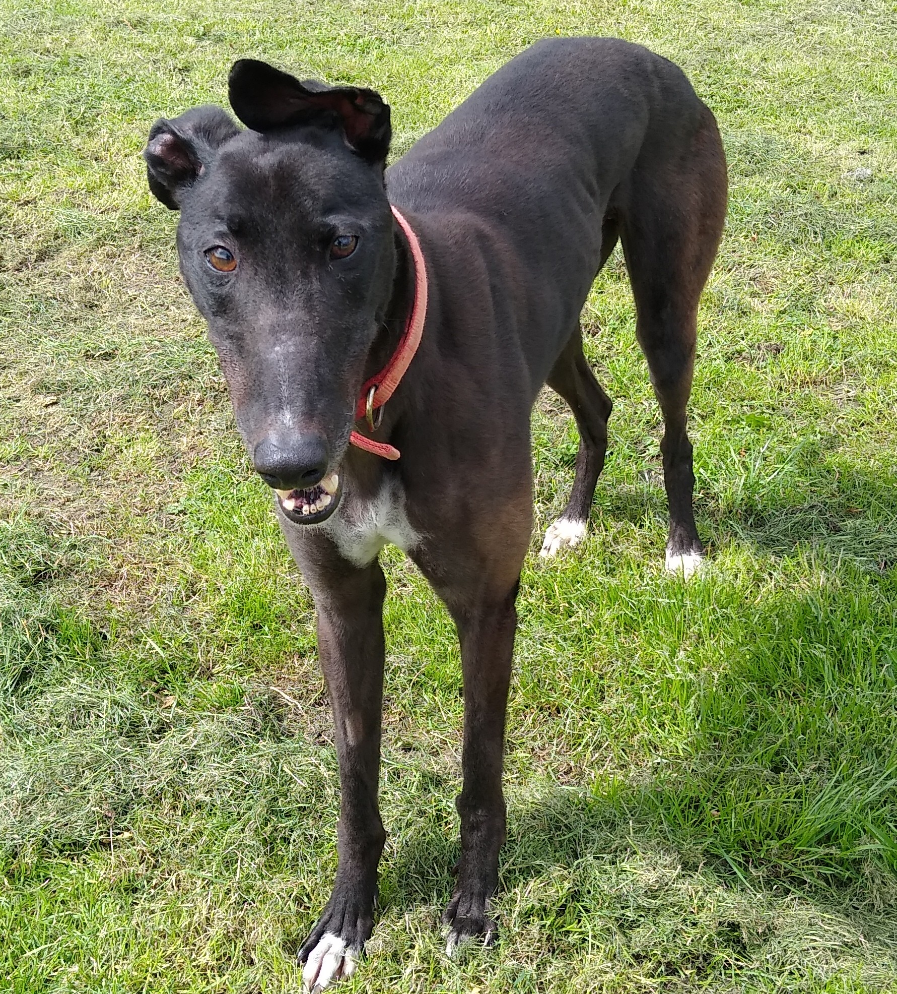 Liam – Fen Bank Greyhound Sanctuary