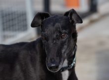 King, a 6 years old male Greyhound available for adoption from Fen Bank Greyhound Sanctuary in Lincolnshire