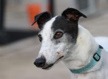 Oreo, a 6 years old male Greyhound available for adoption from Fen Bank Greyhound Sanctuary in Lincolnshire