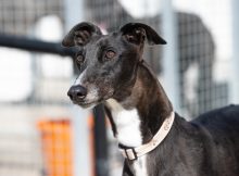 Chick, a 4 years old female Greyhound available for adoption from Fen Bank Greyhound Sanctuary in Lincolnshire