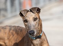 Bandit, a 5 years old male Greyhound available for adoption from Fen Bank Greyhound Sanctuary in Lincolnshire