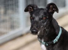 Lenny, a 4 years old male Greyhound available for adoption from Fen Bank Greyhound Sanctuary in Lincolnshire